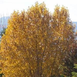 Meet your Posher, Ann